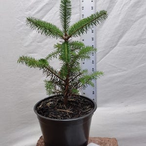 Fraser fir live 3 year old potted tree. Abies fraseri. Mountain/Southern Balsam. Pre bonsai or Landscape.