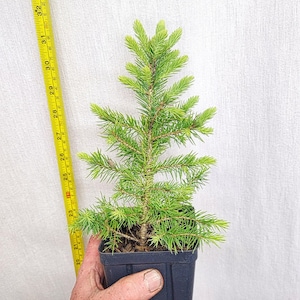 May include: A small evergreen tree in a black plastic pot, held by a hand. The tree is approximately 2 feet tall, with vibrant green needles. A yellow measuring tape is next to the tree, showing its height in inches.