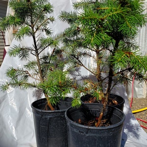 Rocky Mountain Douglas-fir. Pseudotsuga Menziesii. Live in Gallon Nursery Pot Ready for Landscaping, Yard and Christmas Trees. image 1