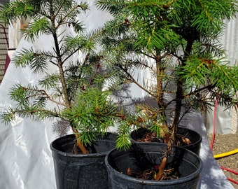 Rocky Mountain Douglas-fir. Pseudotsuga Menziesii. Live in Gallon Nursery Pot Ready for Landscaping, Yard and Christmas Trees.