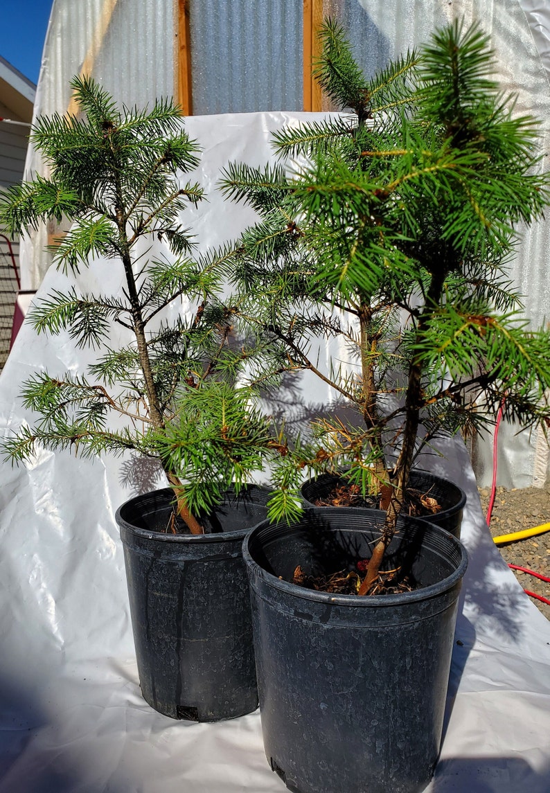 Rocky Mountain Douglas-fir. Pseudotsuga Menziesii. Live in Gallon Nursery Pot Ready for Landscaping, Yard and Christmas Trees. image 1