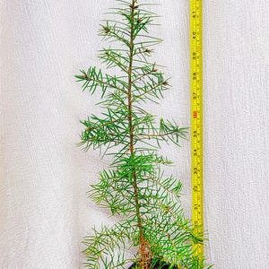 May include: A small evergreen tree in a black pot, held by a hand. The tree is approximately 46 inches tall, with vibrant green needles and a slender trunk. A yellow measuring tape is next to the tree.