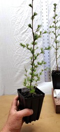 Japanese Larch 1 Year old Potted Tree. Pre Bonsai or Landscape. Larix Kaempferi. Leptolepis