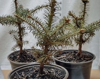 Fraser fir. Live 3 year old tree in nursery pot. Abies fraseri. Mountain/Southern Balsam. Pre bonsai or Landscape.
