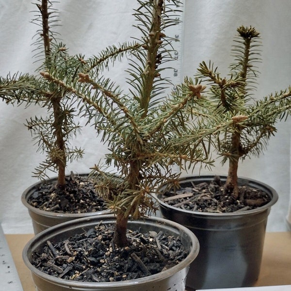 Fraser fir. Live 3 year old tree in nursery pot. Abies fraseri. Mountain/Southern Balsam. Pre bonsai or Landscape.