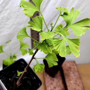 Ginkgo Biloba Tree: Maiden Hair Living Fossil - In Nursery Pot. Pre Bonsai or Landscape. Live.