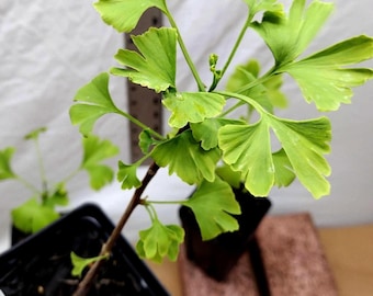 Ginkgo Biloba Tree: Maiden Hair Living Fossil - In Nursery Pot. Pre Bonsai or Landscape. Live.