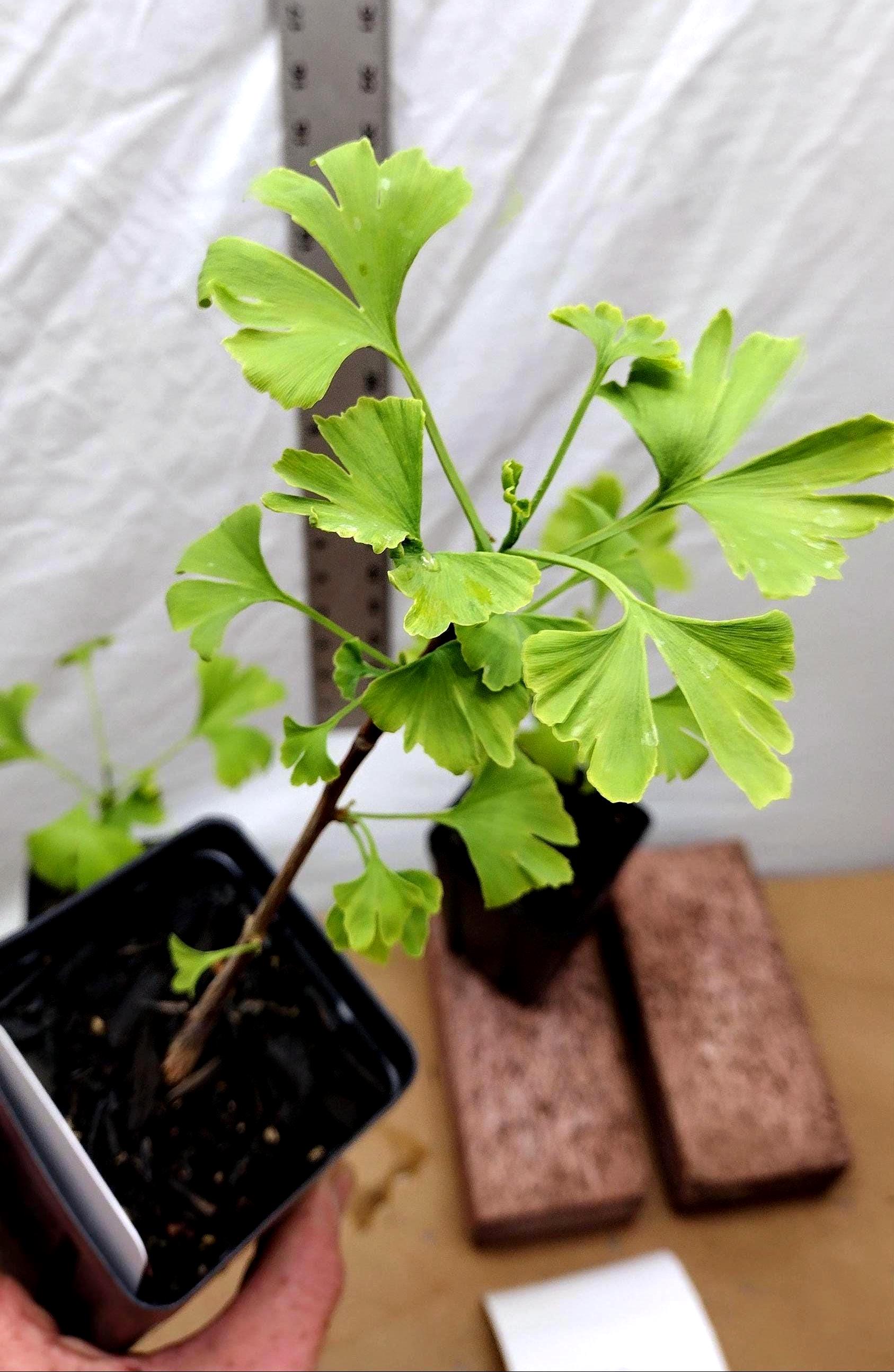 gemeiner efeu hedera helix Gemeiner Efeu 'Pittsburgh' - Hedera helix pittsburgh main image 0