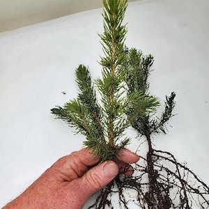 Colorado Blue Spruce bare root 9 inch tree. pre bonsai-landscape-Christmas tree. Picea pungens.