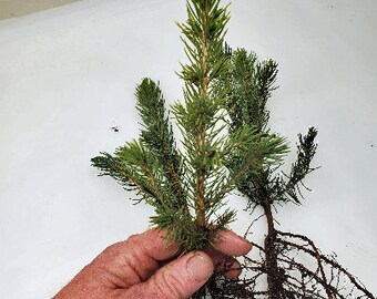 Colorado Blue Spruce bare root 9 inch tree. pre bonsai-landscape-Christmas tree. Picea pungens.