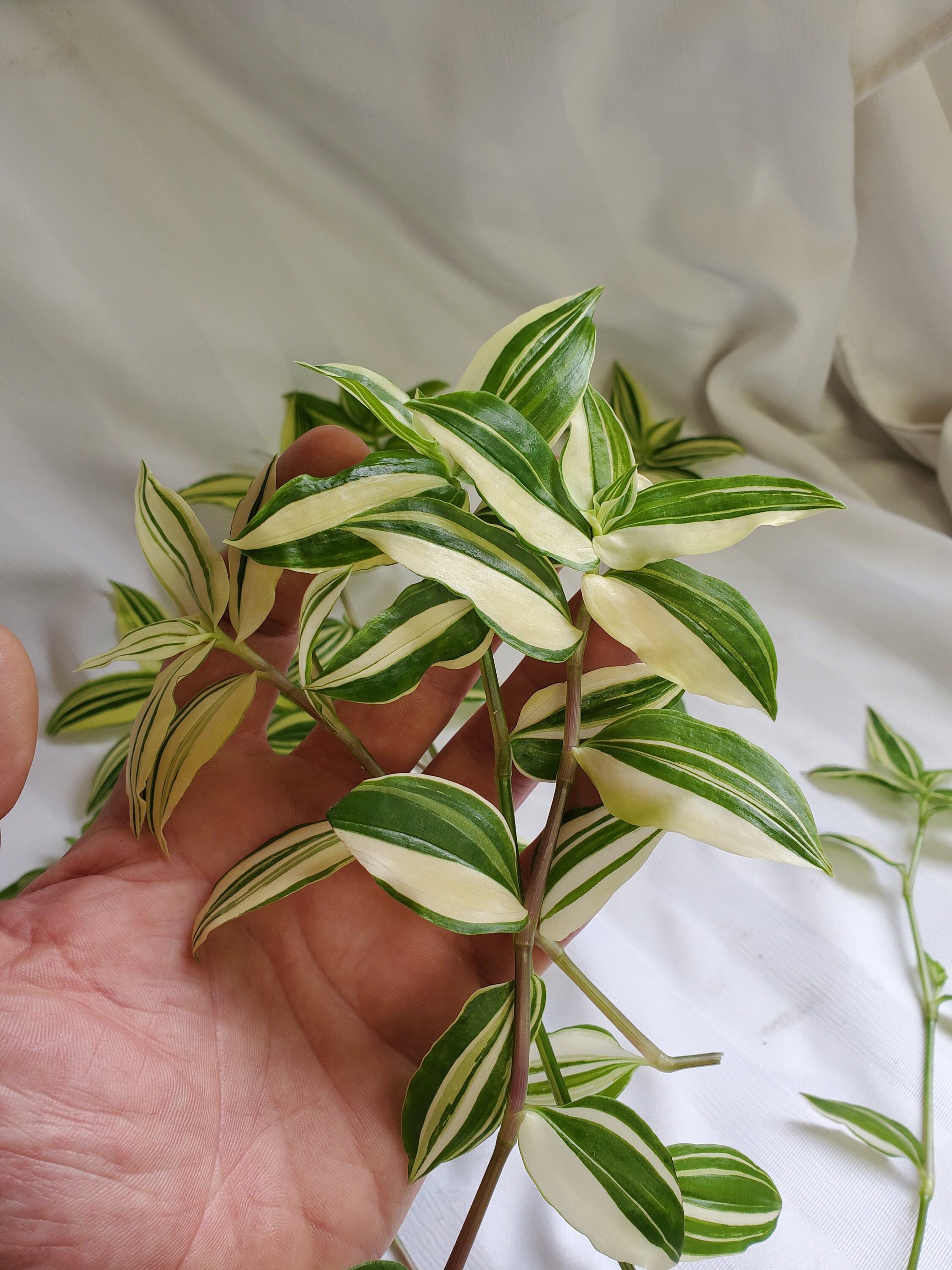 10 Fresh Variegated Inch Plant Cuttings for Propagation Etsy