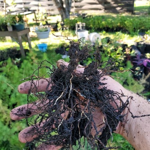 Rocky Mountain Douglas-fir. Pseudotsuga Menziesii. Live in Gallon Nursery Pot Ready for Landscaping, Yard and Christmas Trees. image 4