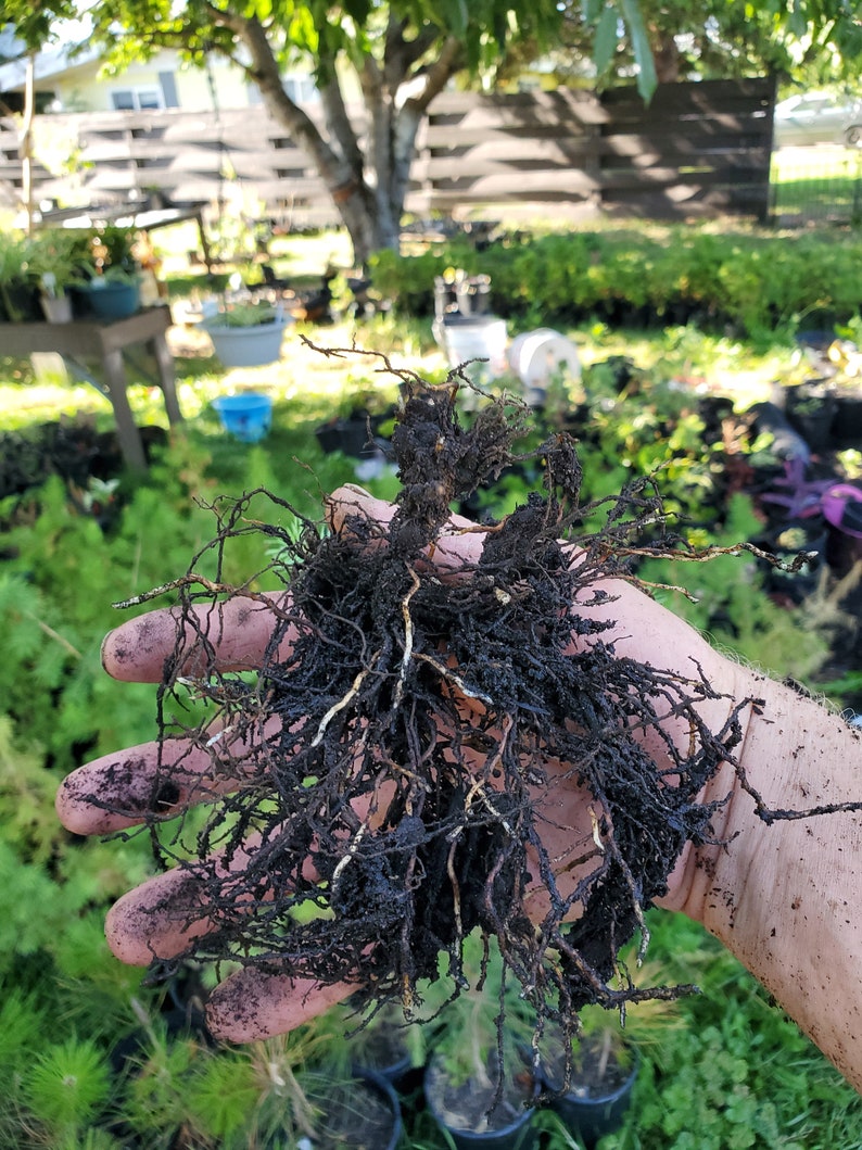 Rocky Mountain Douglas-fir. Pseudotsuga Menziesii. Live in Gallon Nursery Pot Ready for Landscaping, Yard and Christmas Trees. image 4