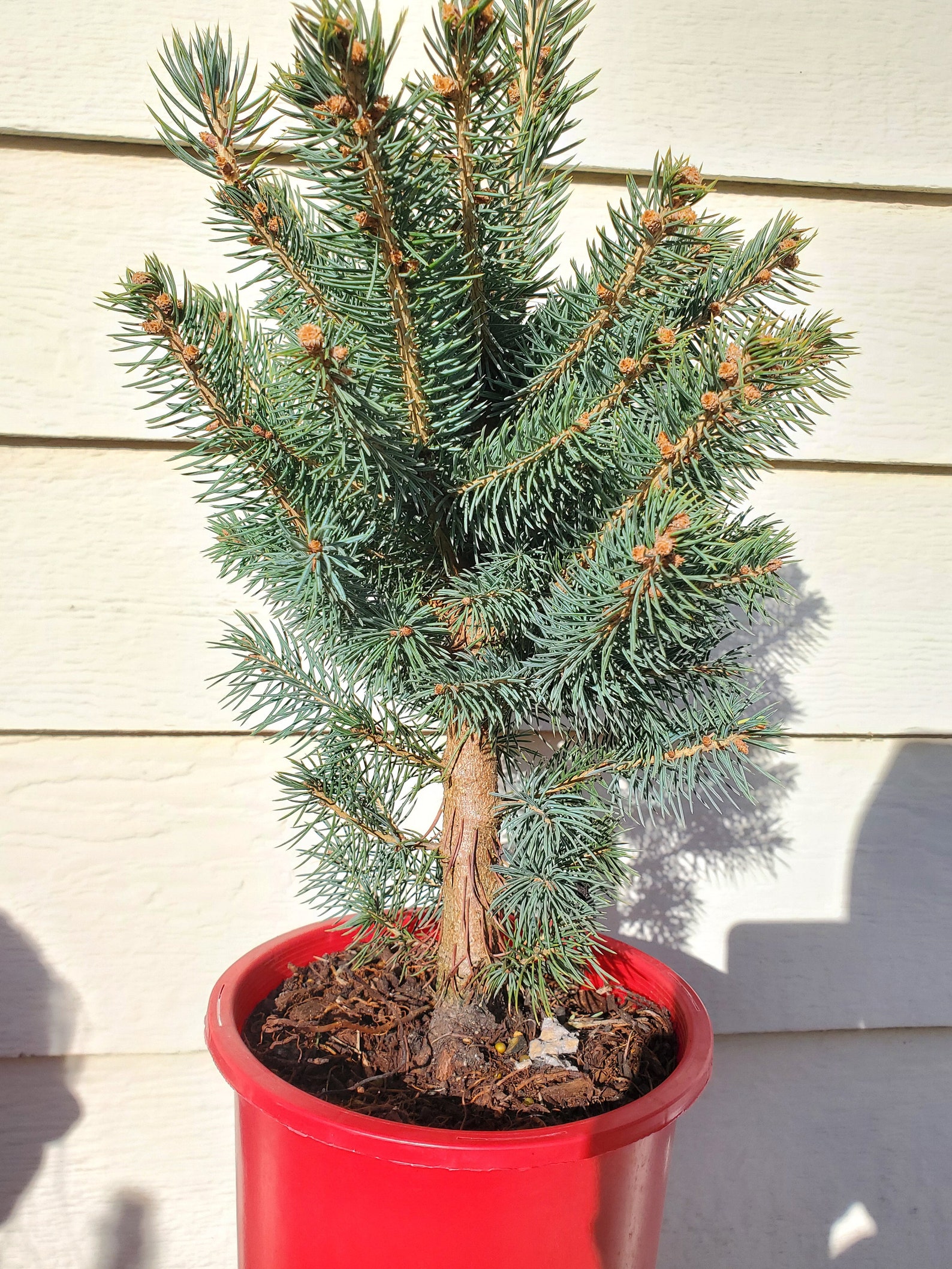 Colorado Blue Spruce Pre Bonsai or Landscape Tree in Gallon Etsy