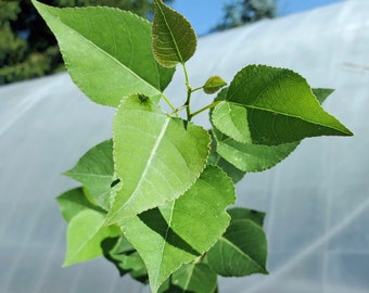 Quaking Aspen. Live 1 year old tree in nursery pot. Populus Tremuloides. For landscape or bonsai