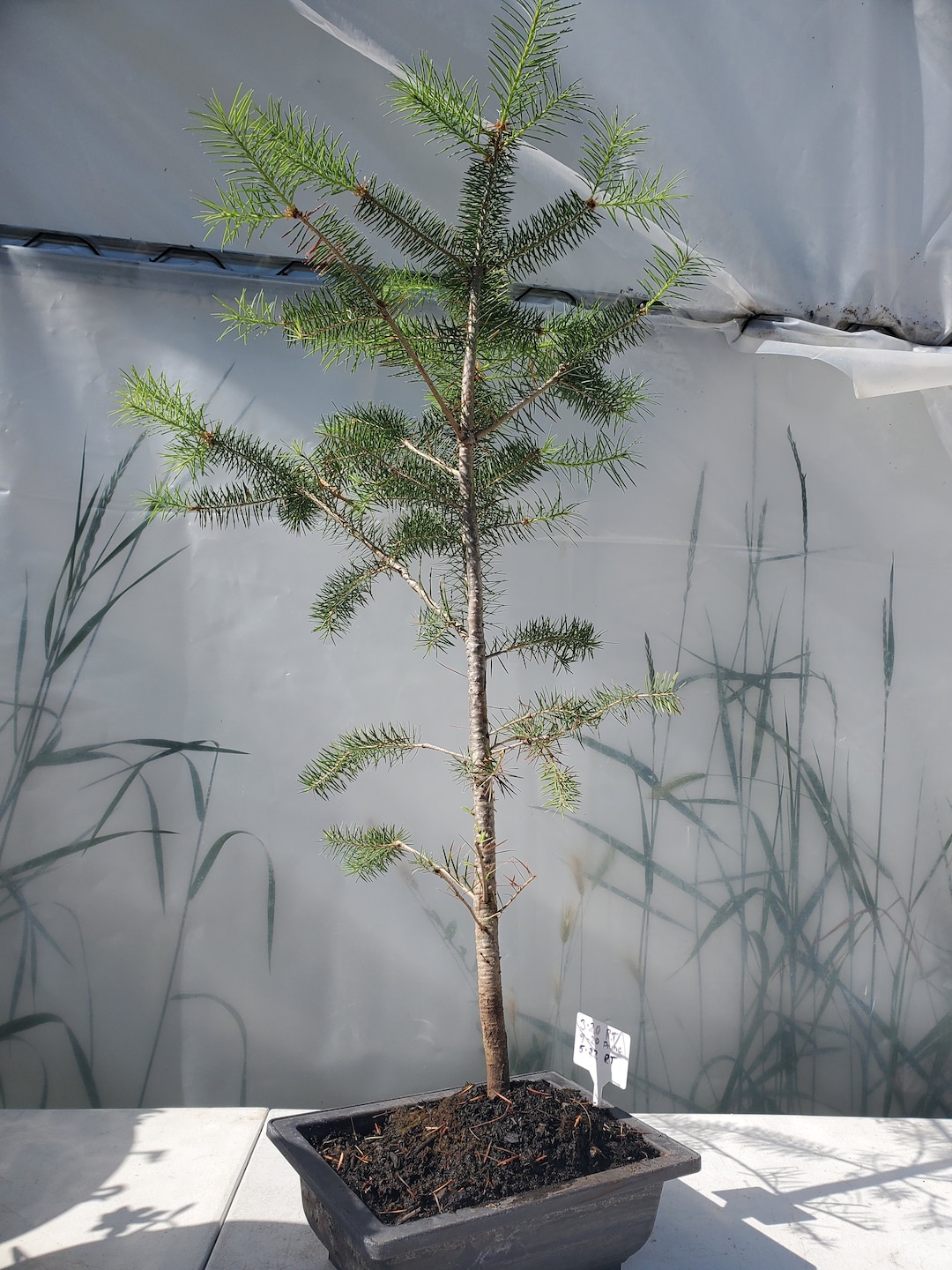 Rocky Mountain Douglasfir Tree Root Trained Refining Bonsai Etsy
