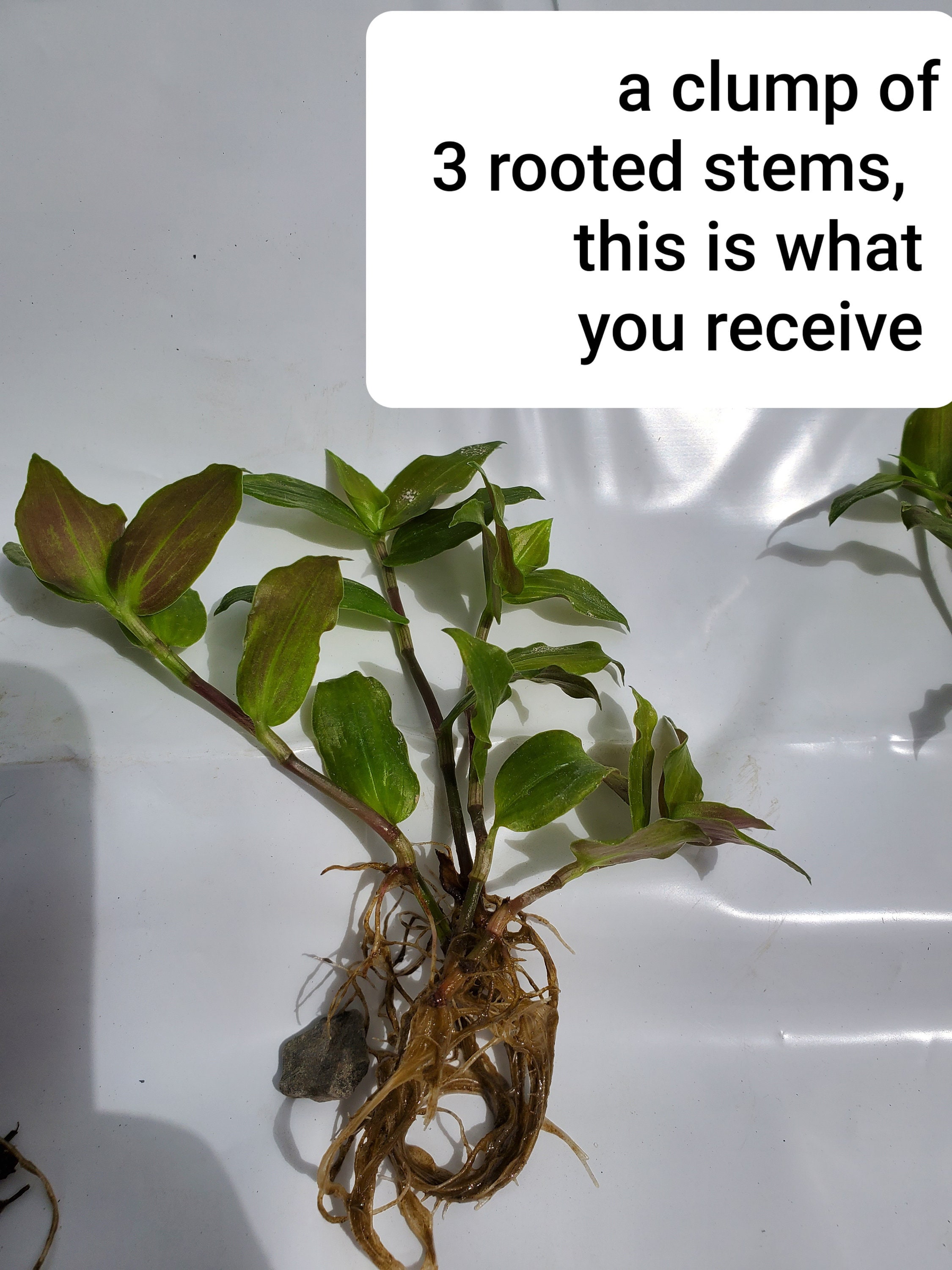 Green Inch Plant 3 Bare Rooted Cuttings Etsy