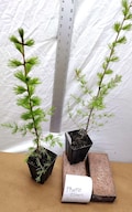 Western Larch tree in small nursery pot. Larix occidentalis. Western Tamarack. Mountain Larch. Montana Larch. Landscape ready. Live.
