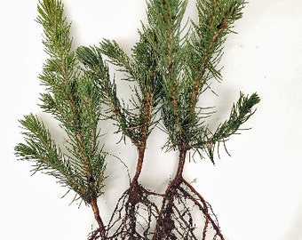 3x Colorado Blue Spruce bare root trees. pre bonsai, landscape, favors, Christmas trees. Picea pungens.
