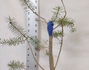 Bonsai Tag #37- Rocky mountain Doug fir, 5-6 years old. early refinement. This exact tree.