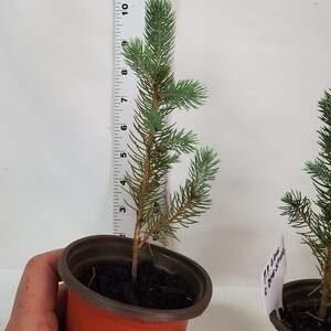 Colorado Blue Spruce tree in a 3 inch nursery pot. Picea pungens. Great for landscaping, yards and Christmas trees. image 3