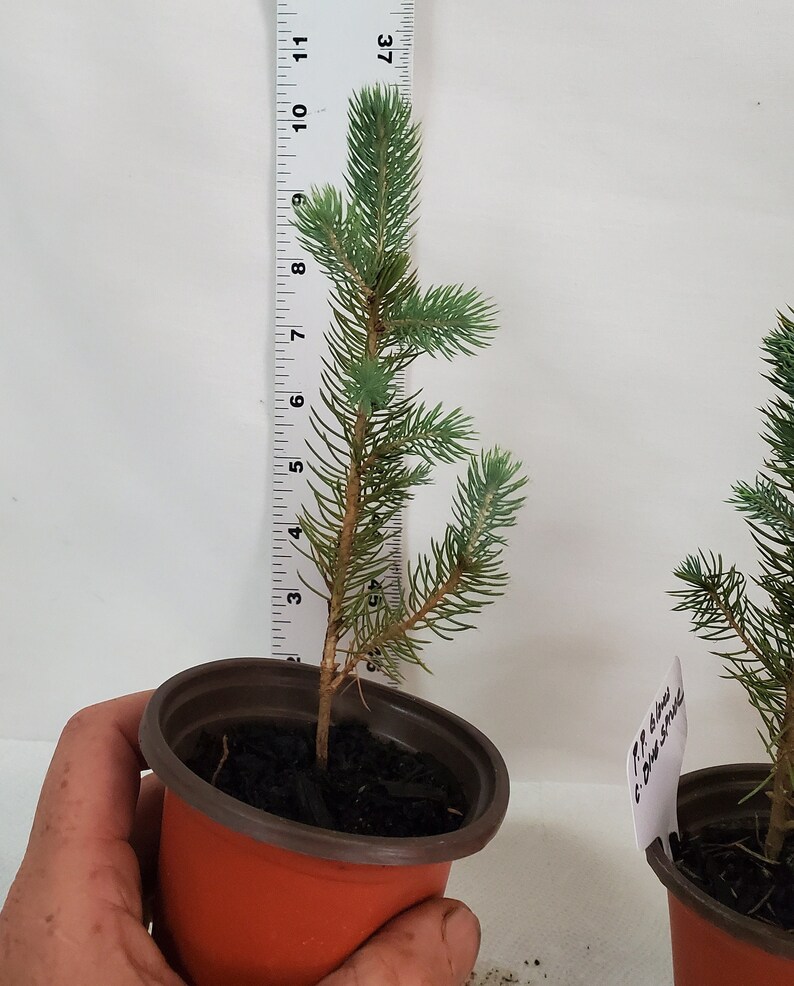 Colorado Blue Spruce tree in a 3 inch nursery pot. Picea pungens. Great for landscaping, yards and Christmas trees. image 3