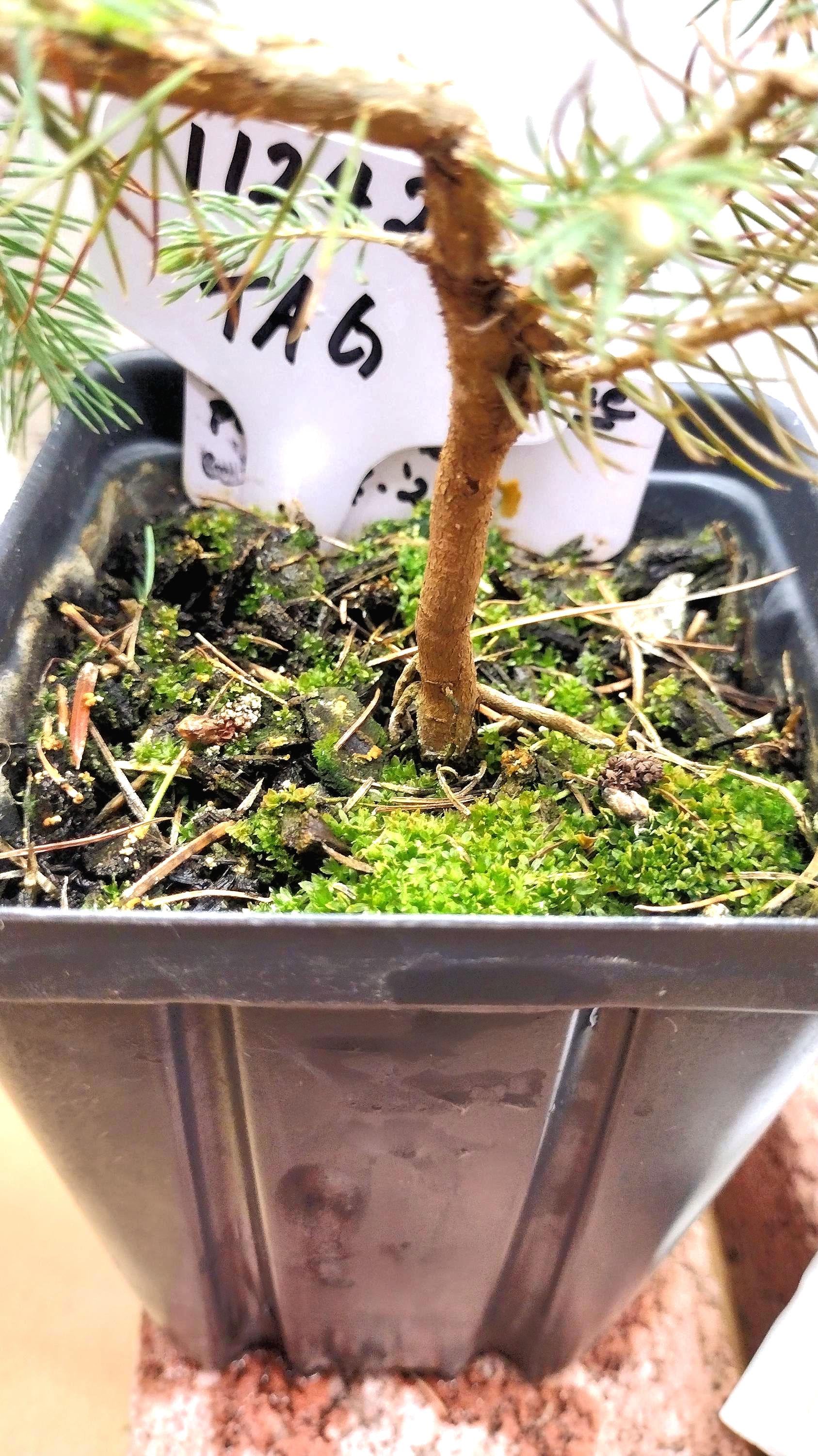 Mini Blue Spruce Bonsai Tree Tag #112427- Wired Previously for