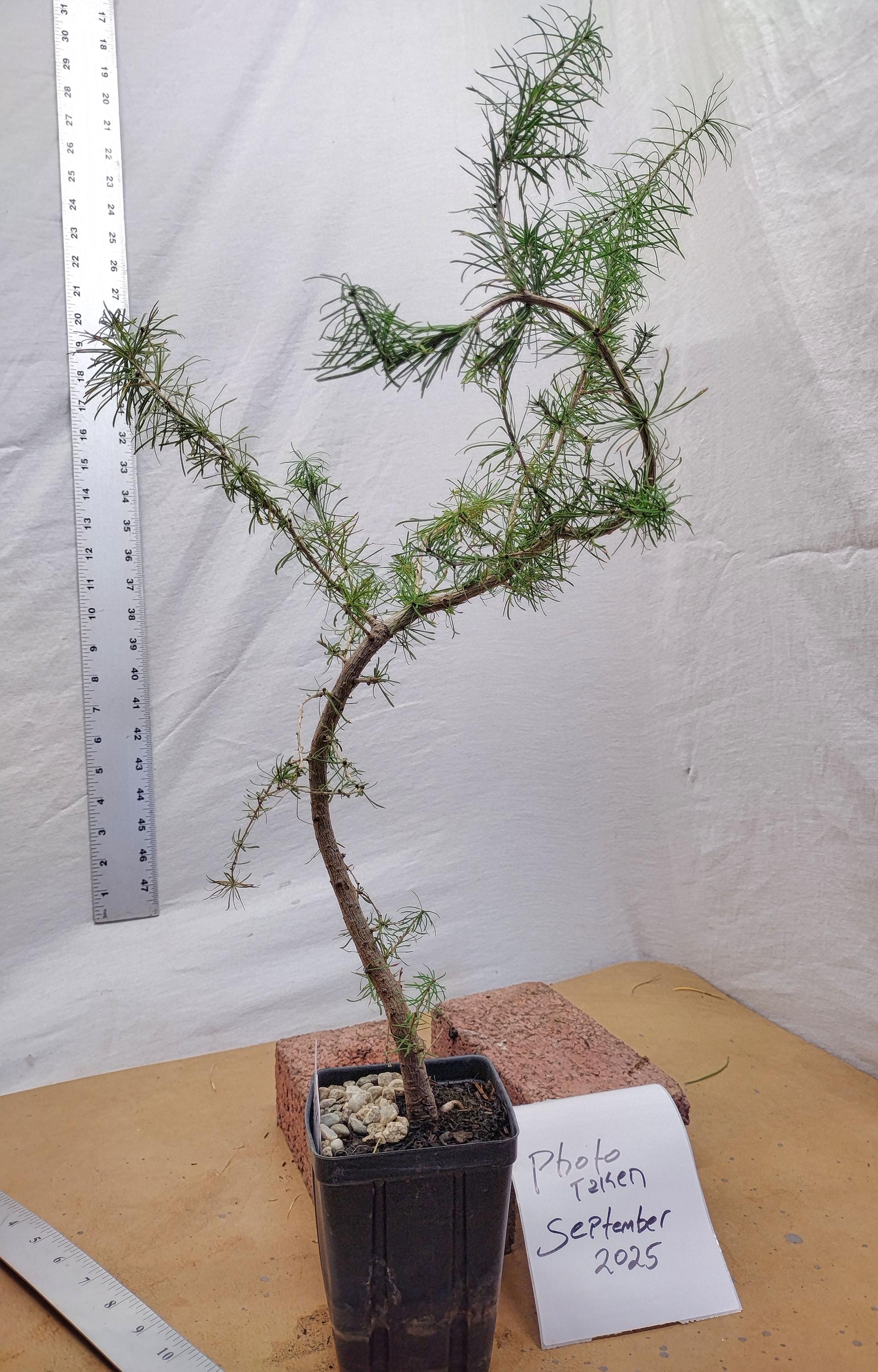 Tamarack Bonsai Tree Larix Laricina. Eastern American Larch. ACTUAL TREE  PICTURED. Tag #092547 - Etsy