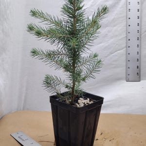 Colorado Blue Spruce tree in a nursery pot. Picea pungens. Great for ornamental landscaping and Christmas trees.