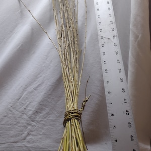 Fresh Willow limbs for weaving