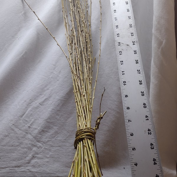 Fresh Willow limbs for weaving