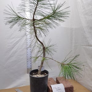 May include: A small pine tree in a black pot with long, green needles. The tree has a curved trunk and is surrounded by two red bricks. A tag and a sign that says "Photo taken September 2025" are also present.