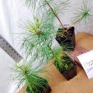 Eastern White Pine Christmas Tree in nursery pot. Pinus strobus. Live.
