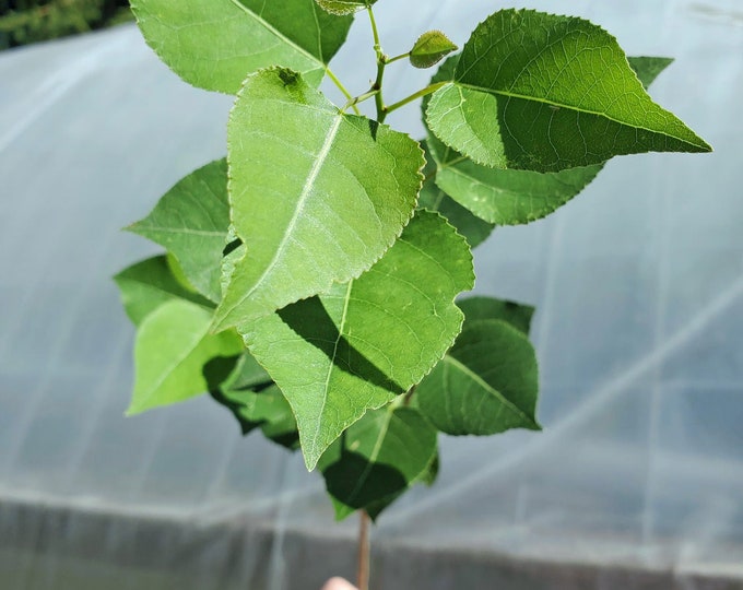 Bare Root Quaking Aspen. 2 Year Old. 2 Feet Tall. Populus Tremuloides