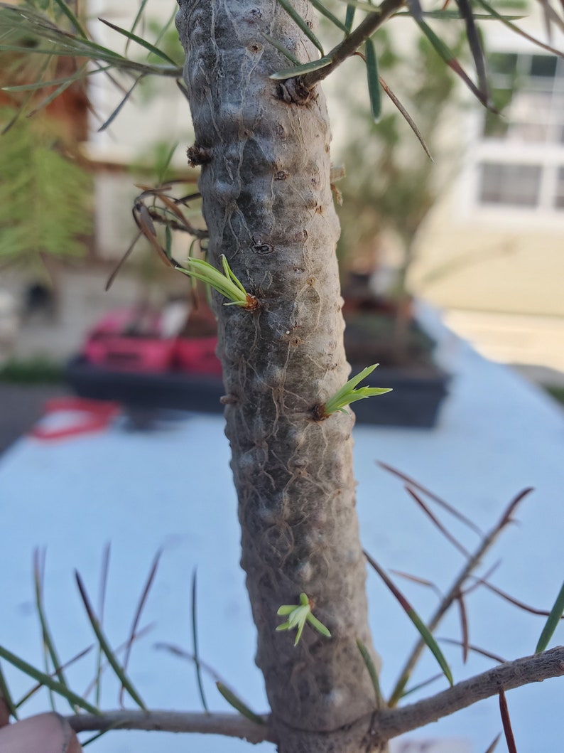 Rocky Mountain Douglasfir Tree Root Trained Refining Bonsai Etsy