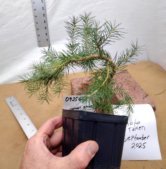 EXACT Norway Spruce Pre Bonsai Tree Pictured- Norway Spruce Tree in a Pot  Tag #092544 Picea Abies. Live. - Etsy