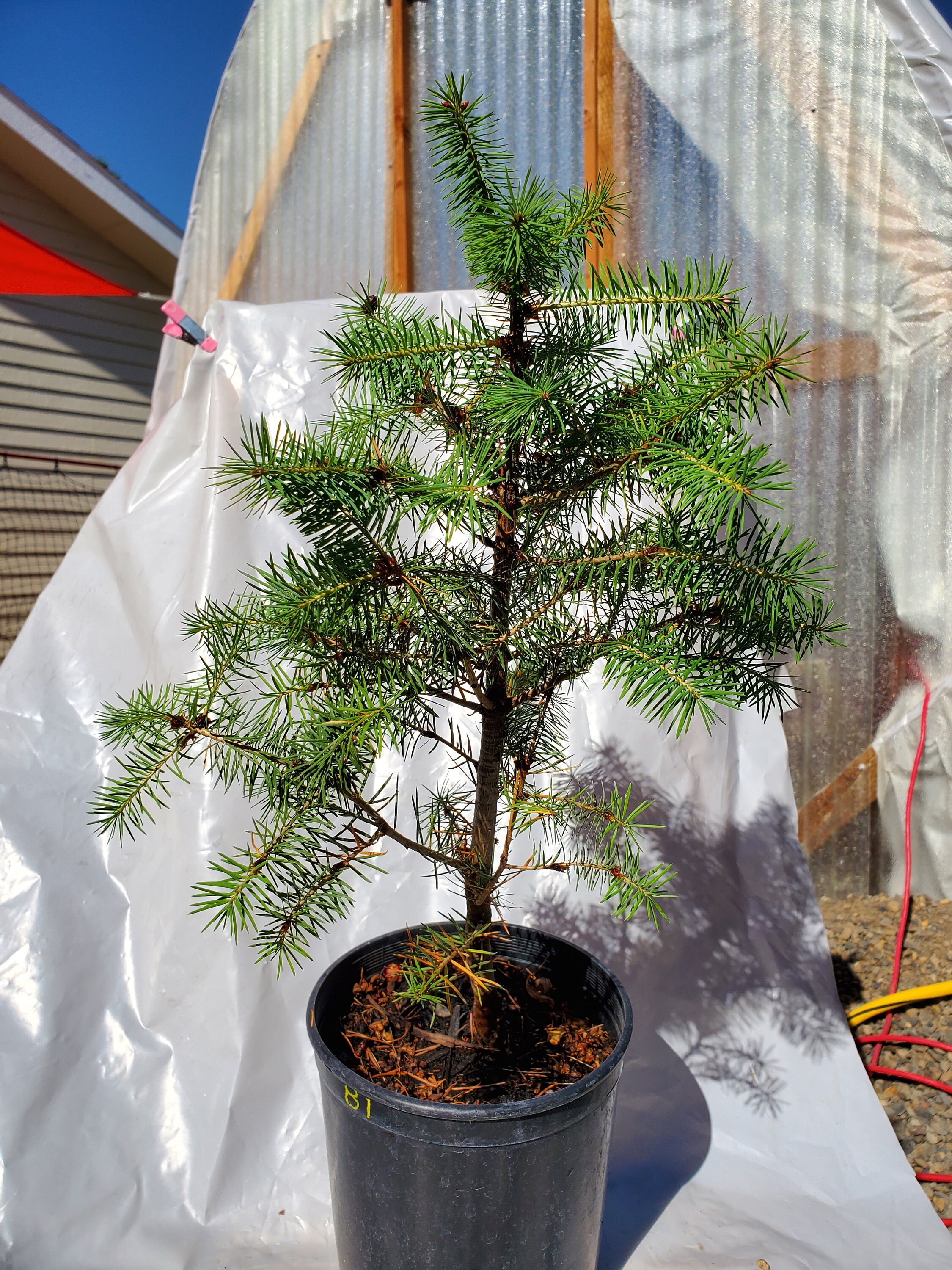 Rocky mountain Douglas fir tree landscape/pre bonsai Etsy