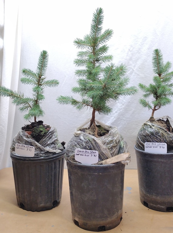 Root-over-rock (brick) Bonsai. Colorado Blue Spruce Live Tree for Bonsai.  Picea Pungens. - Etsy