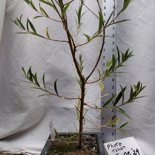 Weeping Willow Bonsai Etsy