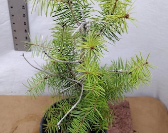Live Douglas Fir Christmas Tree - Actual Tree Pictured. Tag #0925117 - Etsy