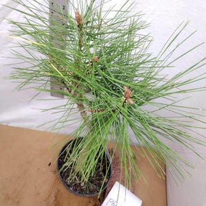 Ponderosa Pine Bonsai Christmas Tree. This Exact Tree. Tag #0925152