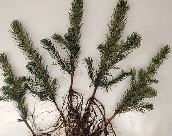 5x Colorado Blue Spruce bare root trees. pre bonsai, landscape, favors, Christmas trees. Picea pungens.