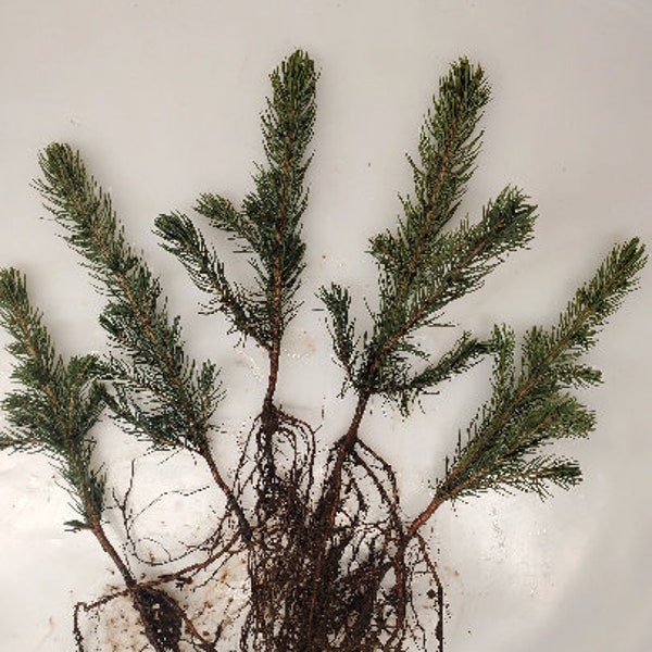 5x Colorado Blue Spruce bare root trees. pre bonsai, landscape, favors, Christmas trees. Picea pungens.