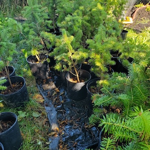 Rocky Mountain Douglas-fir. Pseudotsuga Menziesii. Live in Gallon Nursery Pot Ready for Landscaping, Yard and Christmas Trees. image 5