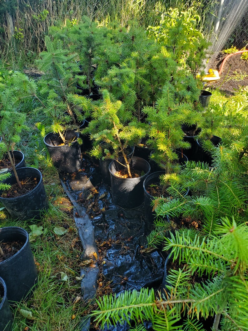 Rocky Mountain Douglas-fir. Pseudotsuga Menziesii. Live in Gallon Nursery Pot Ready for Landscaping, Yard and Christmas Trees. image 5