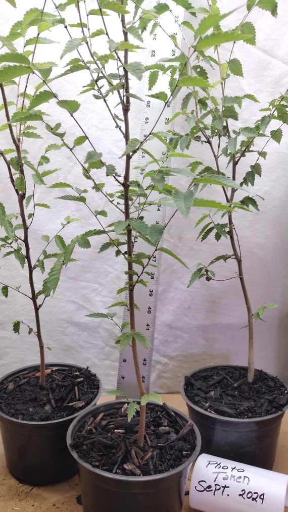 NETriPTa　接木苗 Amazon.com : Zenport ZJ68 V-Cut Top Grafting Tool for