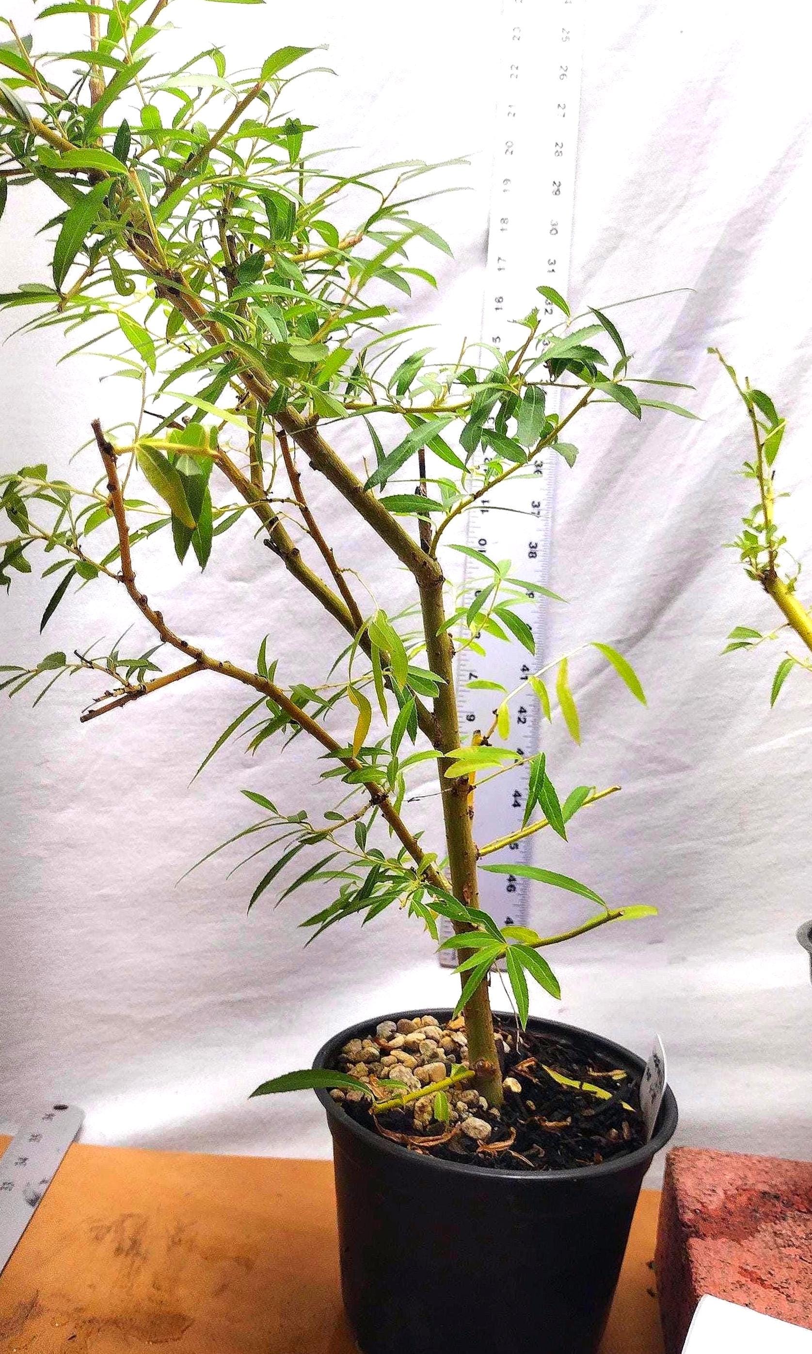 Live Bonsai Ready Salix Babylonica Tree. Weeping Willow. Silver Willow in  Nursery Pot. - Etsy
