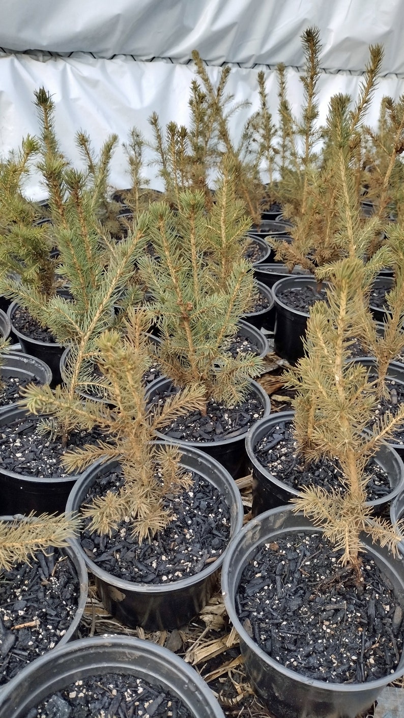 Norway Spruce 2 Year Old Tree in Nursery Pot. Picea Abies. Live Tree ...