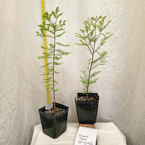 May include: Two young conifer saplings in black square plastic pots. A yellow measuring tape stands vertically behind the left plant, showing a height of approximately 24 inches. A white card in front reads: Photos Taken Spring 2026.