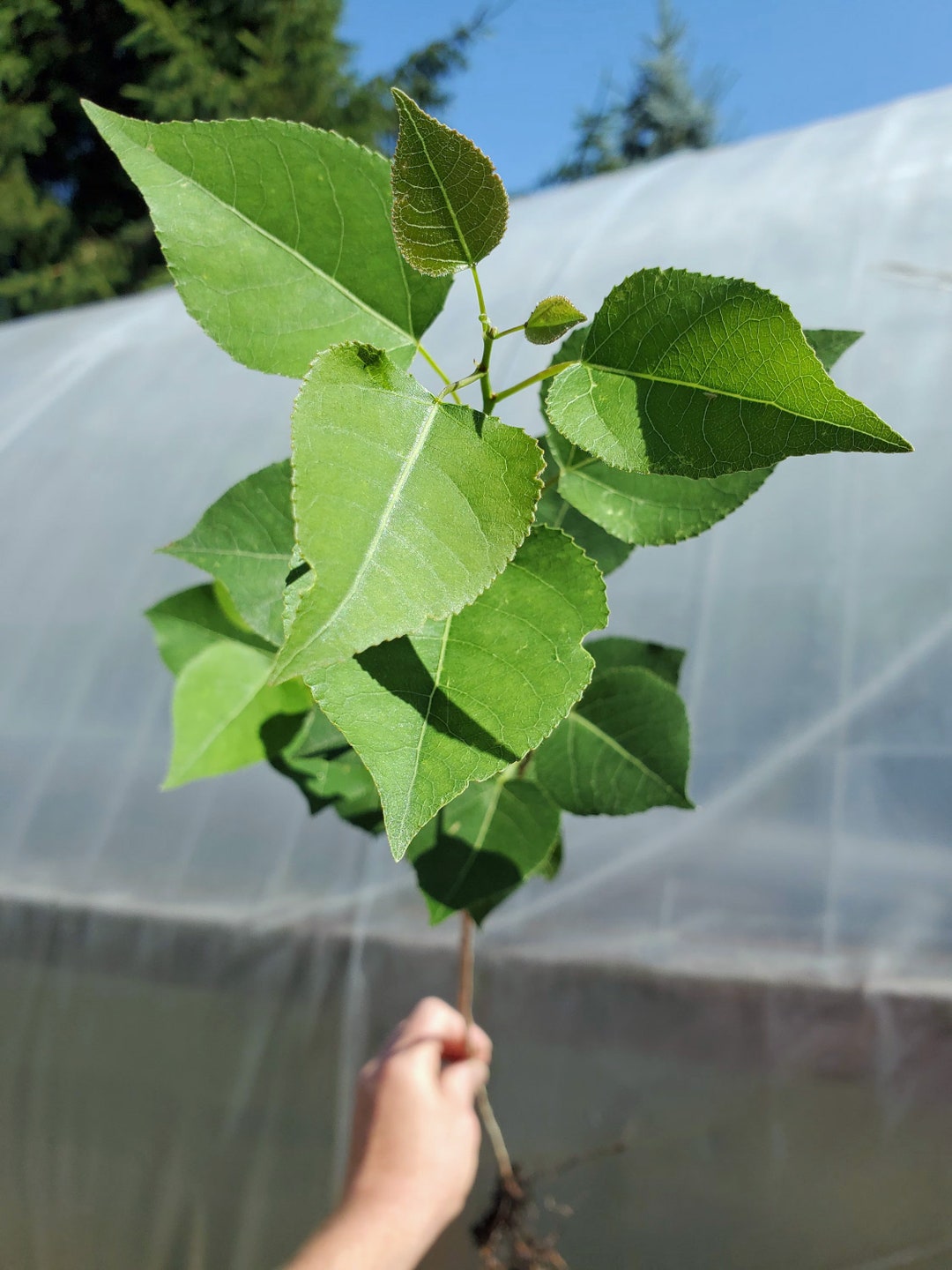 Bare Root Quaking Aspen. 2 Year Old. 3 Feet Tall. Populus Tremuloides